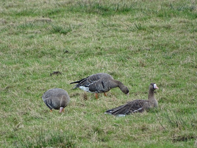 最终为广东 最终为广东